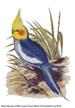 (image for) RSBL Cockatoo Cockatiel